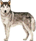 wolf - bezmaksas png animēts GIF