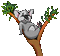 KOALA - Nemokamas animacinis gif animuotas GIF