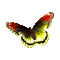chantalmi papillon butterfly yellow red jaune rouge multicolore