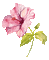 Fleur.aquarelle.Pink.Flower.Victoriabea - GIF animé gratuit GIF animé