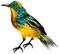 Птица - gratis png animerad GIF