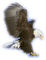 aigle - PNG gratuit GIF animé