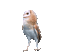 Птица - Nemokamas animacinis gif animuotas GIF