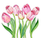 Tulips.Pink.Flowers.Tulipes.Victoriabea - PNG gratuit GIF animé