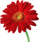 RED FLOWER - ingyenes png animált GIF