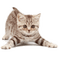 Kaz_Creations Cat Kitten - ingyenes png animált GIF
