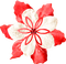 Christmas.Flower.White.Red - KittyKatLuv65 - kostenlos png Animiertes GIF