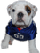 chien bulldog - gratis png animerad GIF