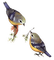 birds katrin - бесплатно png анимированный гифка