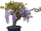 arbuste en pot