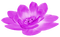 Flower.Pearls.Purple - darmowe png animowany gif