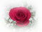Tube Rose - δωρεάν png κινούμενο GIF