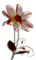 Fleur Blanche.Cheyenne63 - PNG gratuit GIF animé