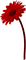 Flower.Red - zadarmo png animovaný GIF