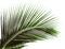 palm leaf - png gratuito GIF animata