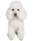 white poodle dog - PNG gratuit GIF animé