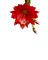 fleurs - zdarma png animovaný GIF