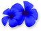 Flowers.Summer.Tropical.Blue - PNG gratuit GIF animé