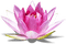 Lotus - бесплатно png анимированный гифка