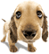 chien qui bouge la queue - GIF animado gratis GIF animado