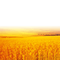 Wheat Field-RM - 免费PNG 动画 GIF