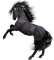 Horse, Adam64 - PNG gratuit GIF animé