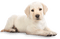 Hond - bezmaksas png animēts GIF
