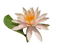 Flower Lotus Teeh - PNG gratuit GIF animé