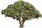 trees bp - безплатен png анимиран GIF