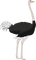Kaz_Creations Ostrich  Birds Bird - kostenlos png Animiertes GIF
