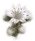 fleur blanche.Cheyenne63 - безплатен png анимиран GIF