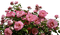 garden plants bp - bezmaksas png animēts GIF