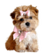dog bp - png gratis GIF animasi