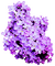 flores de colores ,adolgian - PNG gratuit GIF animé