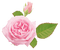 Roses.Pink - zadarmo png animovaný GIF