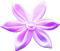 soave deco flowers pearl  scrap purple - 免费PNG 动画 GIF
