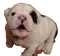 Bulldog Puppy - Free PNG Animated GIF