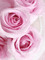 rose - Darmowy animowany GIF animowany gif