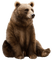 bear bär
