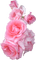 rose ,fleur