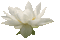 lotus flowers bp