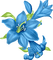 blue lily - nemokama png animuotas GIF