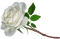 flowers milla1959 - 免费PNG 动画 GIF