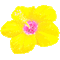 Animated.Flower.Yellow.Pink - By KittyKatLuv65 - Безплатен анимиран GIF анимиран GIF