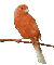 uccello - Nemokamas animacinis gif animuotas GIF