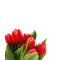 tulips  Bb2 - png gratis GIF animado