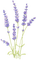 lavender Bb2 - darmowe png animowany gif