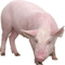 Kaz_Creations Pig - gratis png geanimeerde GIF