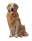 Kaz_Creations Animals Dogs Dog Pup - zdarma png animovaný GIF