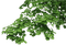 green tree branches - zadarmo png animovaný GIF